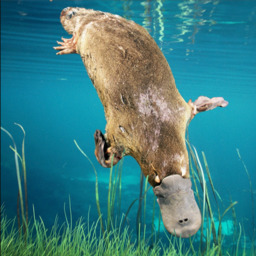 Platypus